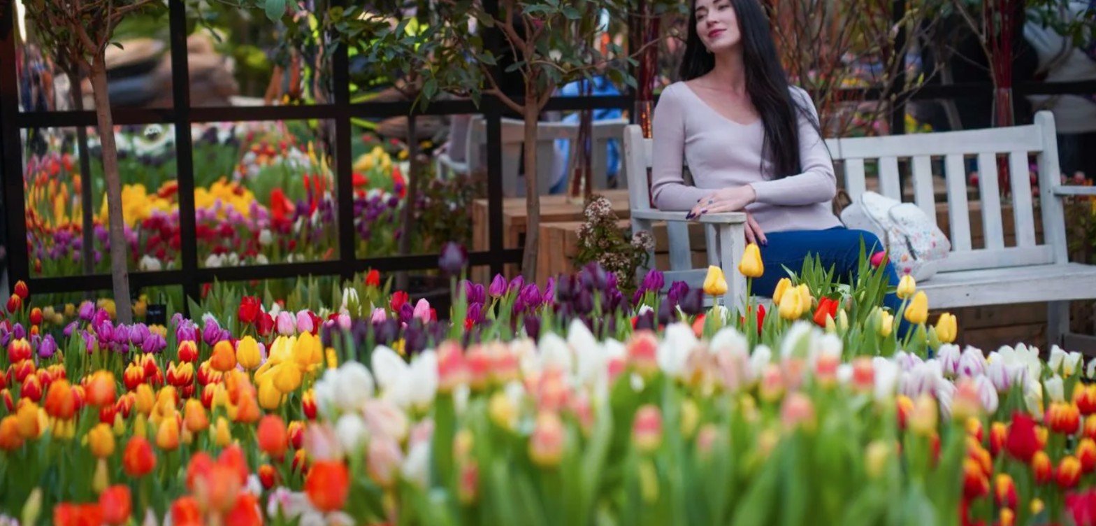 逾千朵郁金香将在"植物园'药草园'"