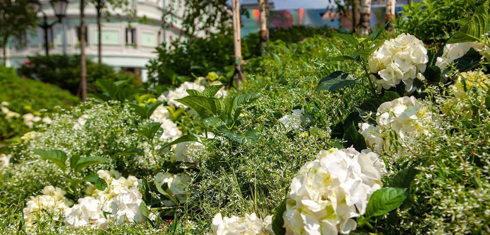 莫斯科六月节庆：户外精彩活动