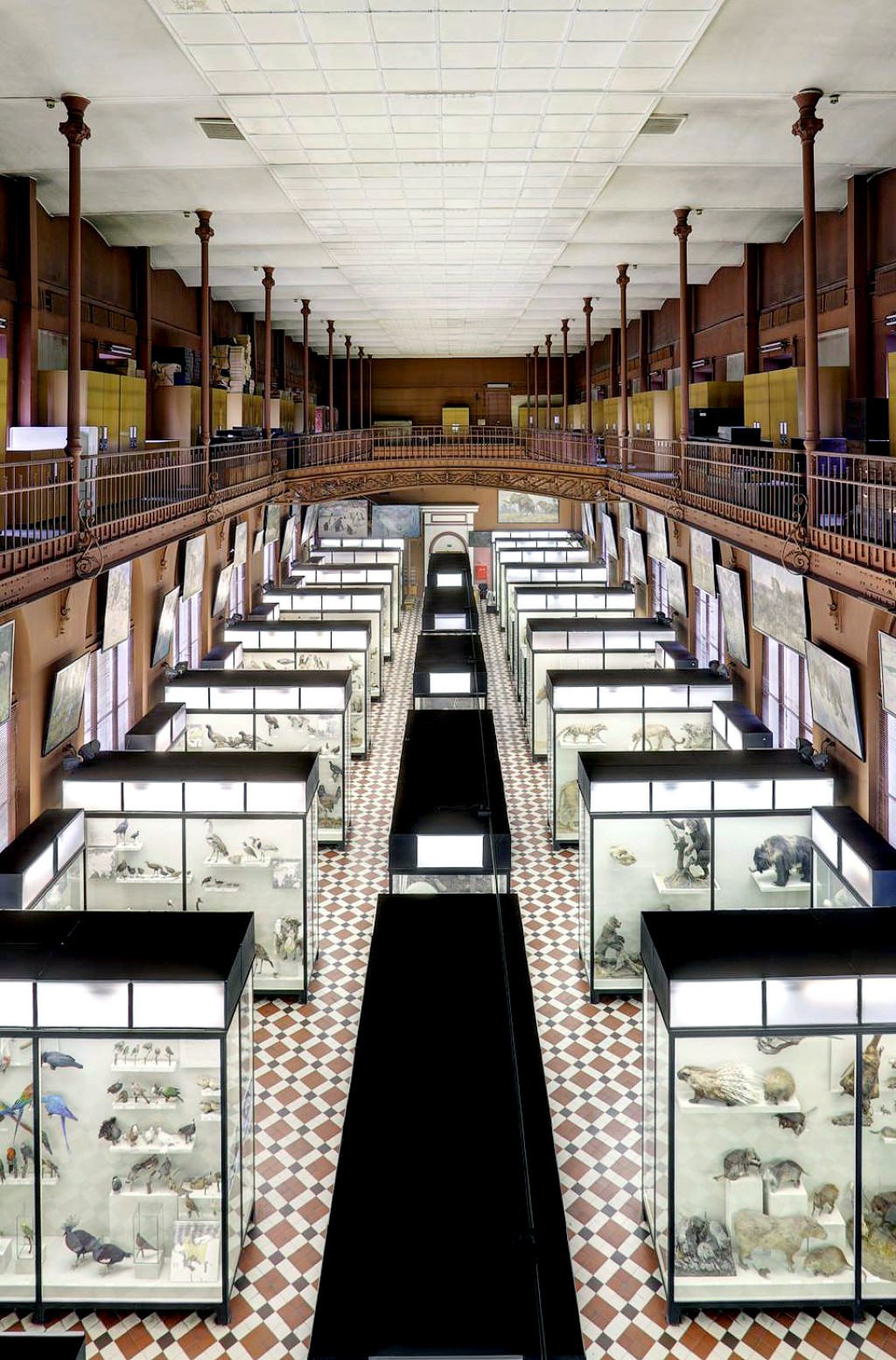 莫斯科国立大学动物博物馆 - 17