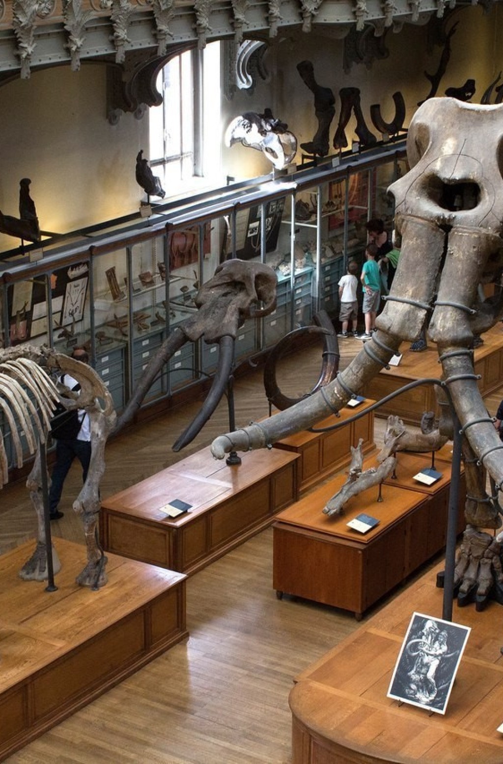 国立达尔文博物馆 - 16