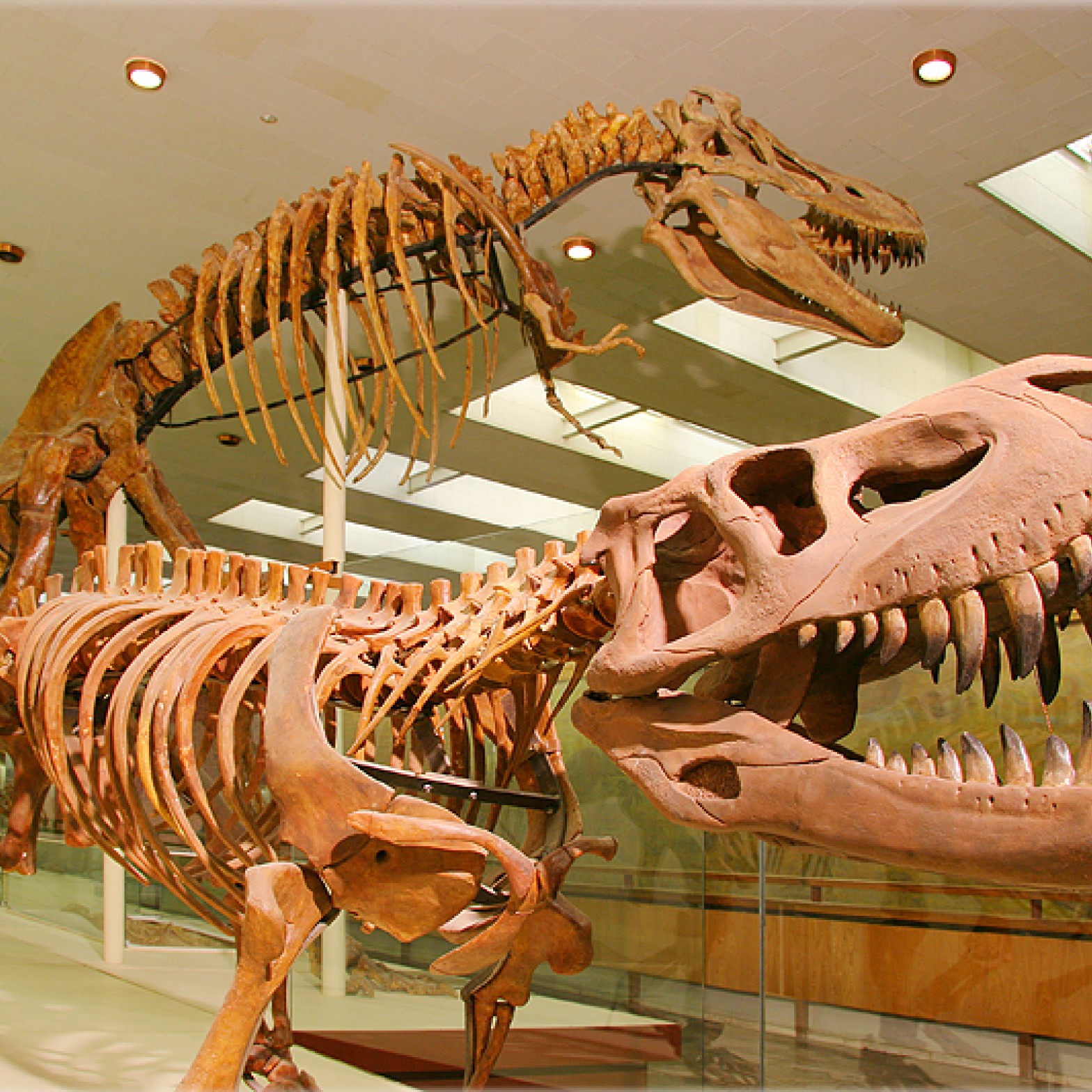 以奥尔洛娃为命名的古生物博物馆 - 13