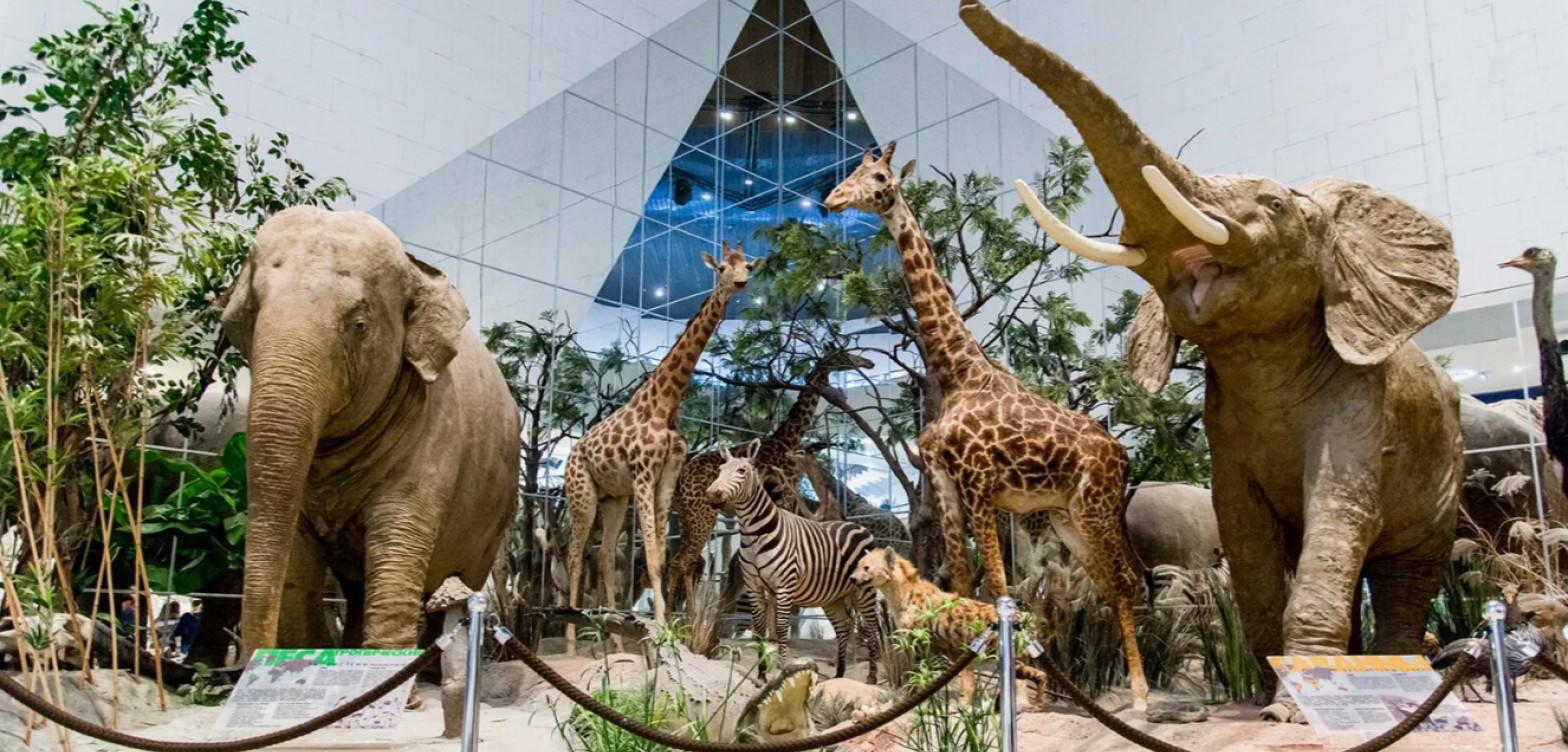 莫斯科达尔文博物馆：地球生命历史的最大旅行