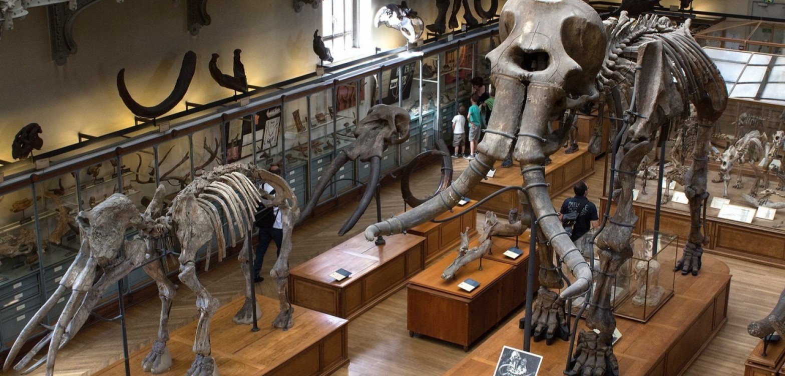 国立达尔文博物馆 - 14