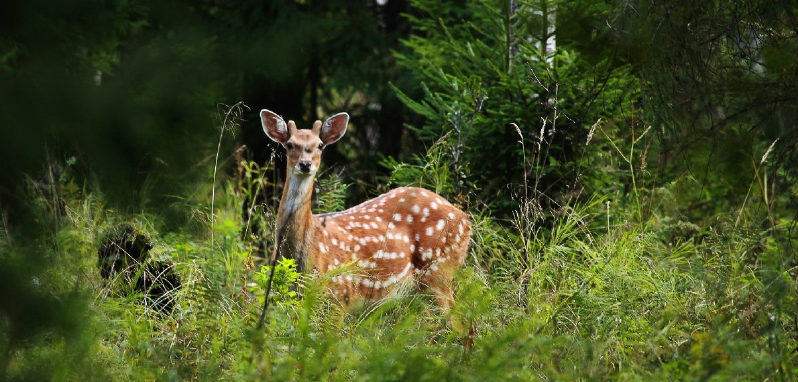 驼鹿岛——莫斯科自然公园，来看真正的麋鹿。