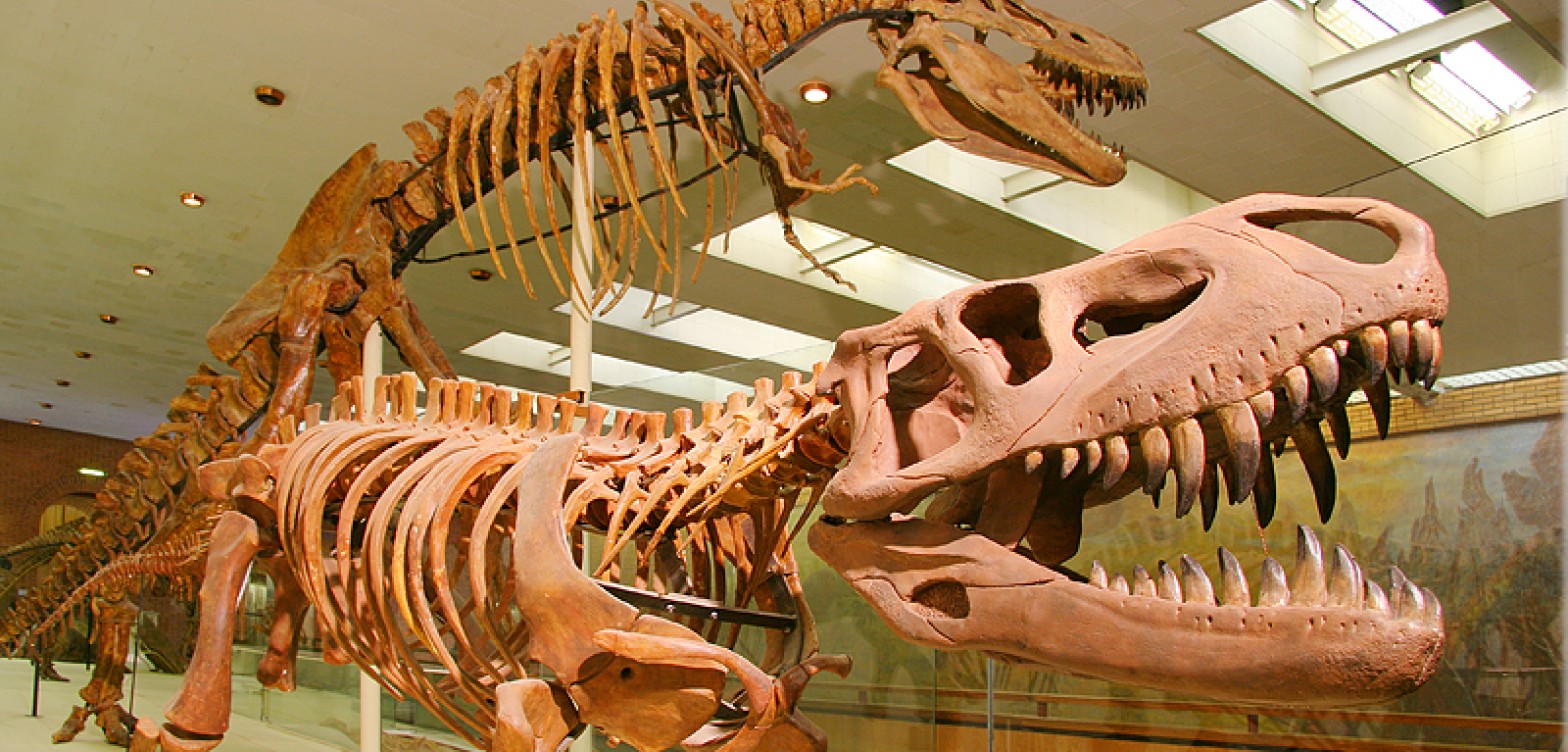 以奥尔洛娃为命名的古生物博物馆 - 15