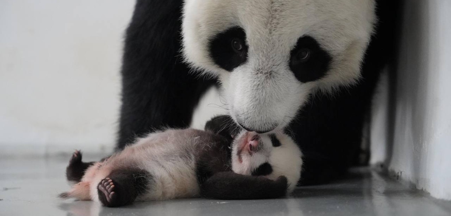 跟着熊猫喀秋莎探索莫斯科：中国文化之旅