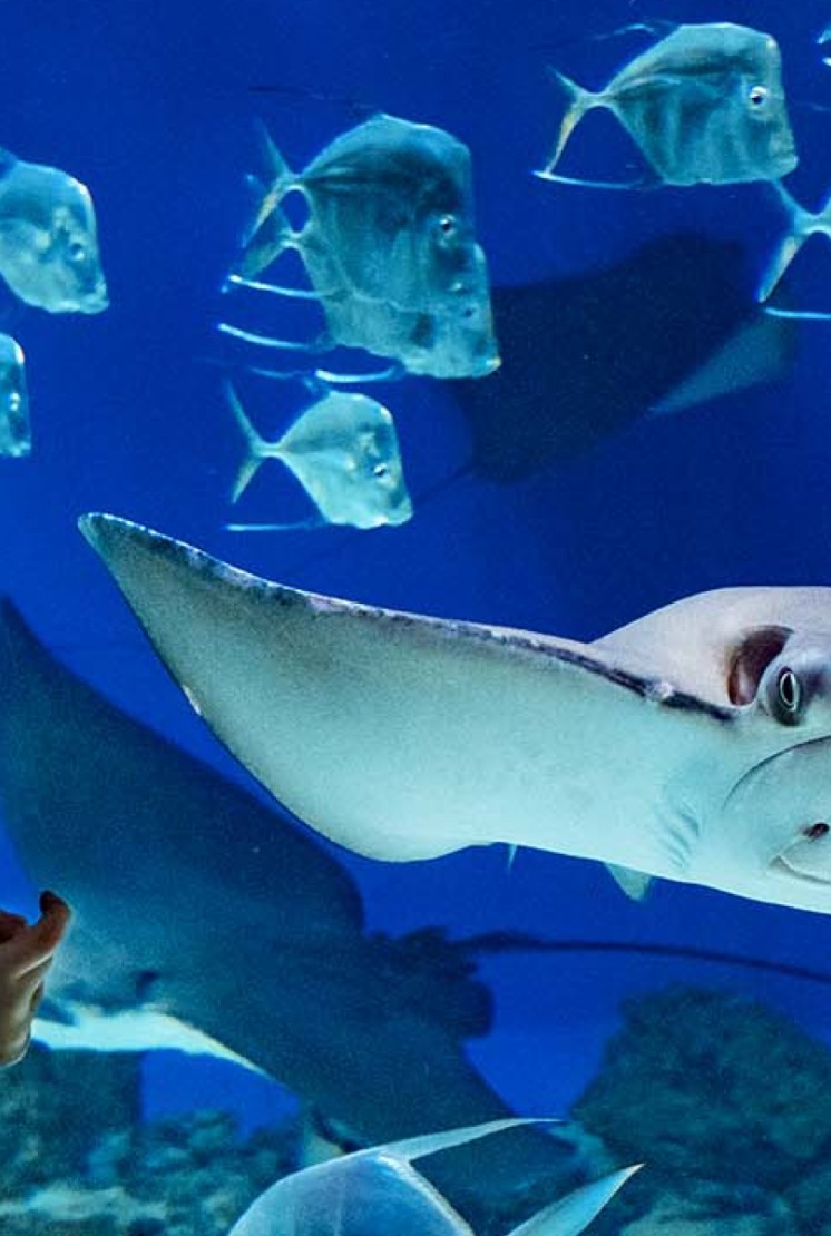 莫斯科海洋馆 - 5