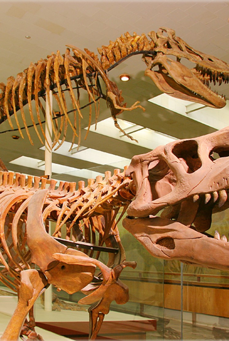 以奥尔洛娃为命名的古生物博物馆 - 12