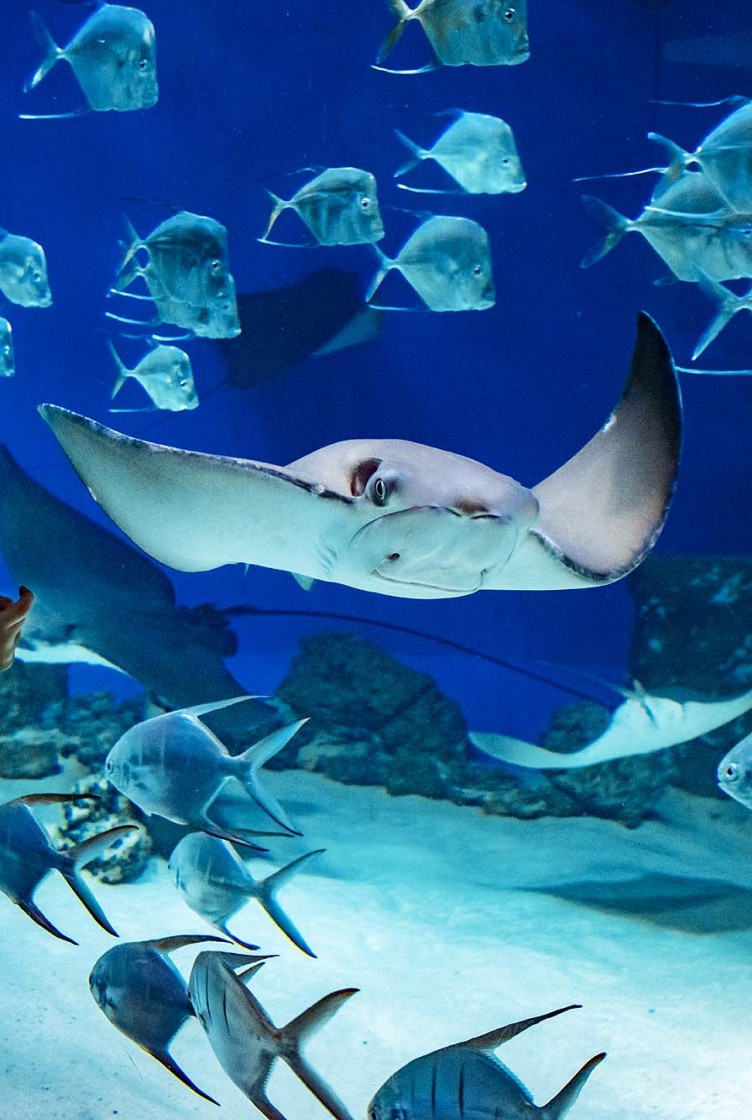 莫斯科海洋馆 - 29