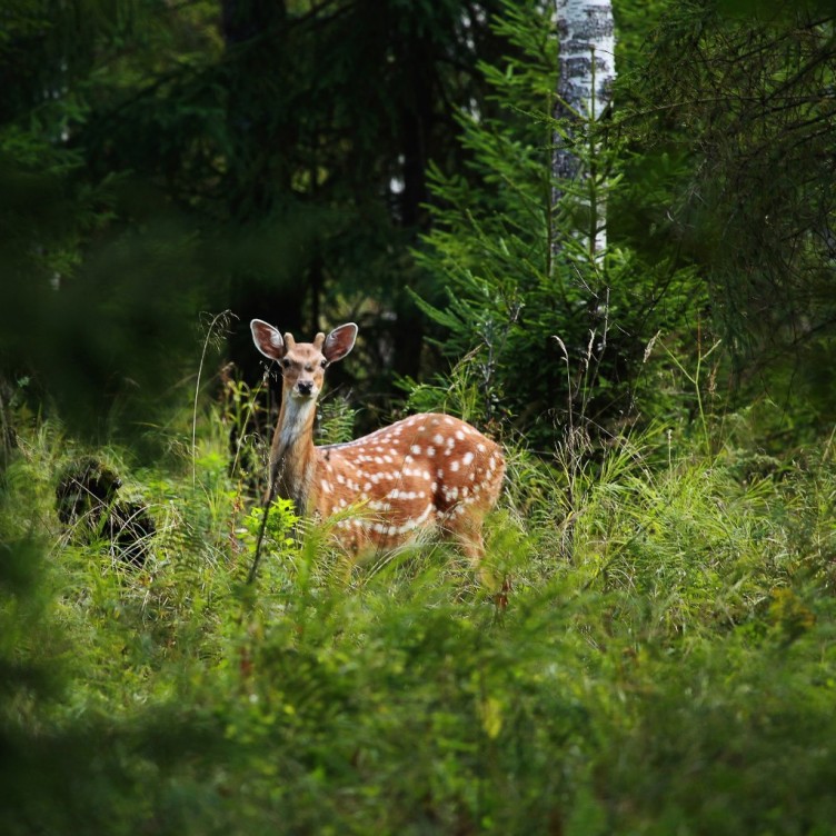 驼鹿岛——莫斯科自然公园，来看真正的麋鹿。