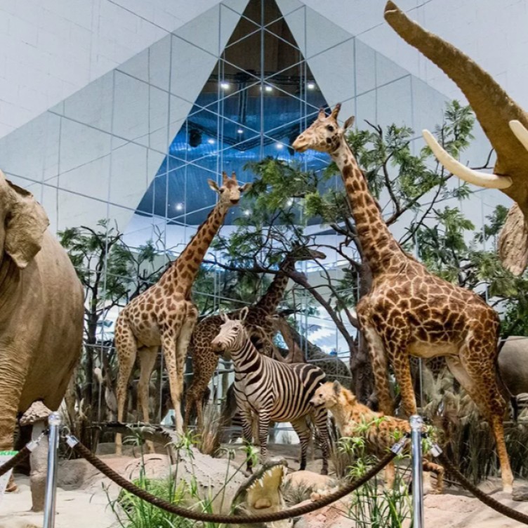 莫斯科达尔文博物馆：地球生命历史的最大旅行