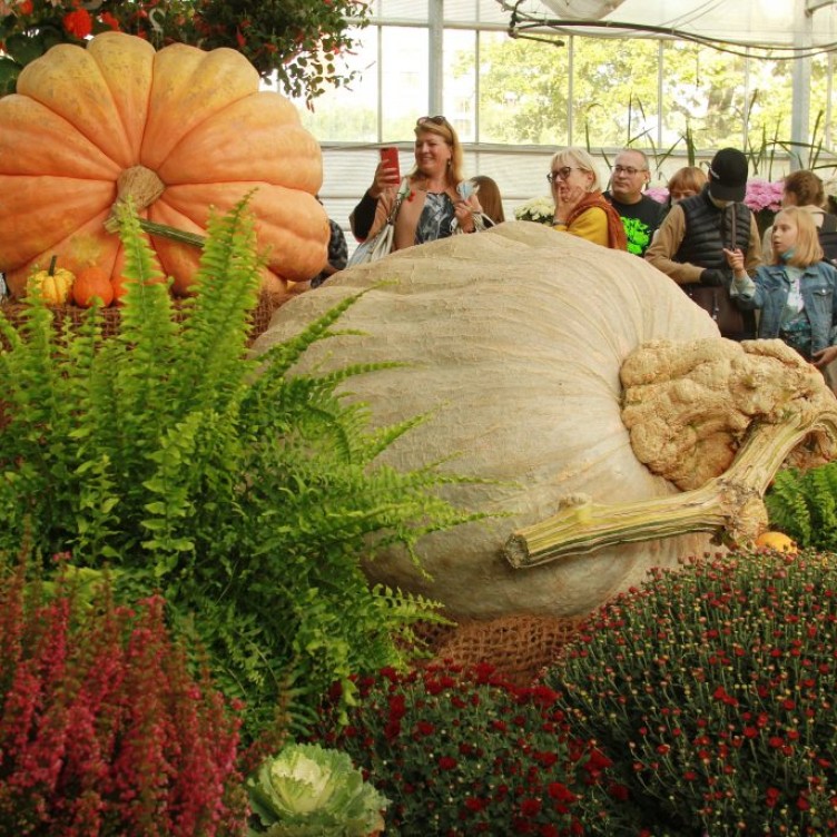 莫斯科之秋："药师花园"丰收季