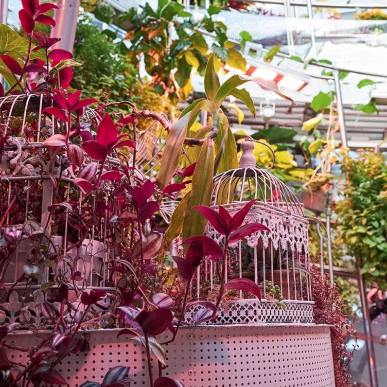 扎里亚季公园的植物园