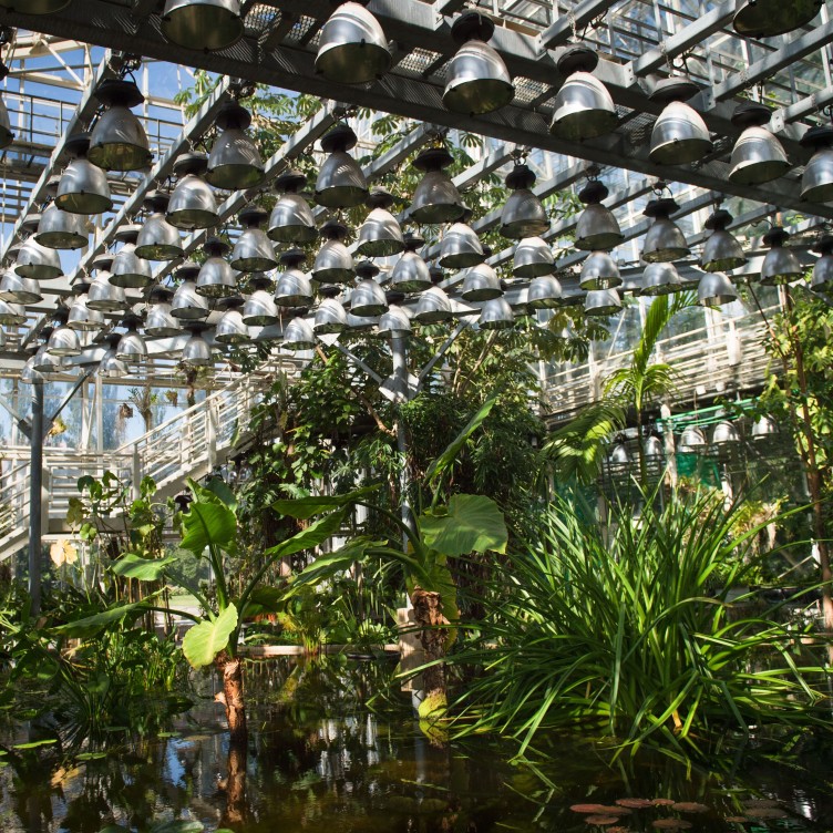 莫斯科的温室里有什么花在绽放？