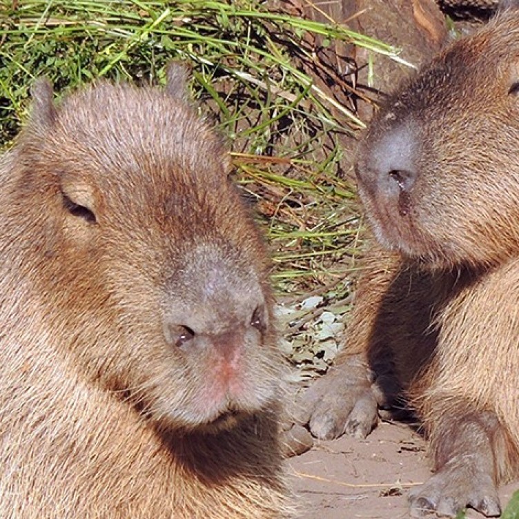 莫斯科动物园的五个动物象征