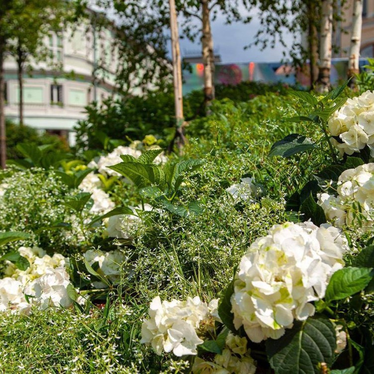 莫斯科六月节庆：户外精彩活动